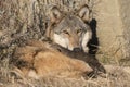 Wolf with pups near den Royalty Free Stock Photo
