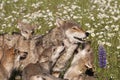 Wolf Pups Playing with Mom in Wildflowers Royalty Free Stock Photo