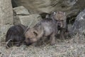 Wolf pups walking out of den Royalty Free Stock Photo