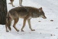 Wolf in Quebec. Canada, north America. Royalty Free Stock Photo
