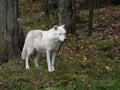 Wolf in Quebec. Canada, north America. Royalty Free Stock Photo