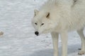 Wolf in Quebec. Canada, north America. Royalty Free Stock Photo
