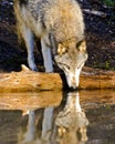 Wolf Reflections at the edge of a pond Royalty Free Stock Photo