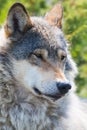 Wolf rests in the forest Royalty Free Stock Photo