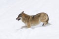 Gray wolf in winter Royalty Free Stock Photo