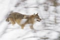 Gray wolf in winter Royalty Free Stock Photo