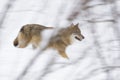 Gray wolf in winter Royalty Free Stock Photo