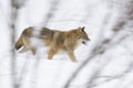 Gray wolf in winter Royalty Free Stock Photo