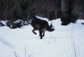 Wolf Running in Snow Royalty Free Stock Photo