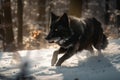 wolf running through snow-covered forest, its black coat shimmering in the light Royalty Free Stock Photo