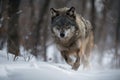 wolf running through snow-covered forest, its fur ruffled by the wind Royalty Free Stock Photo