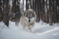 wolf running through snow-covered forest, its fur ruffled by the wind Royalty Free Stock Photo