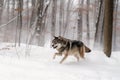 wolf running through snow-covered winter forest Royalty Free Stock Photo