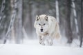 wolf running through snow-covered winter forest Royalty Free Stock Photo