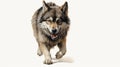 A wolf is running on a white background, AI Royalty Free Stock Photo