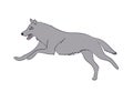 Wolf runs, image color, vector