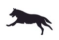 Wolf runs, image silhouette, vector