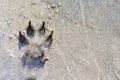 Wolf`s - canis lupus - footprint in the sand