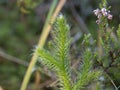 Wolf`s claws common clubfoot wild forest plant macro Royalty Free Stock Photo