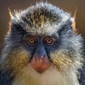 Wolf`s Guenon III Royalty Free Stock Photo