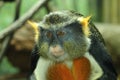 Wolf's Guenon Monkey