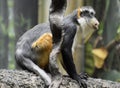 Wolf`s Guenon Monkey is a Member of the Primate Family Royalty Free Stock Photo