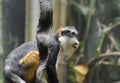 Wolf`s Guenon Monkey Sitting Back on It`s Haunches Royalty Free Stock Photo