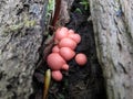 Wolf's Milk Slime Mold - Lycogala epidendrum