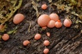 Wolf`s Milk Slime Mould Royalty Free Stock Photo