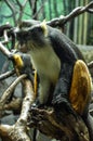 Wolf's mona monkey (Cercopithecus wolfi) Royalty Free Stock Photo