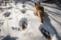 wolf's paw pads on snowy ground, with footprints visible