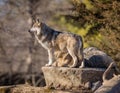 Wolf Scanning The Horizon At Brookfield Zoo