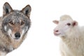 wolf and sheep portrait isolated on a white