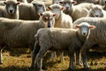 Wolf in sheep`s clothing hiding among a flock of sheep Royalty Free Stock Photo