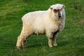 Wolf in sheep`s clothing standing on a green grass Royalty Free Stock Photo