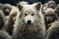 A wolf in sheep's clothing among sheep. Royalty Free Stock Photo