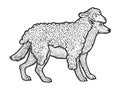 Wolf in sheeps clothing sketch vector illustration