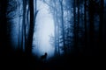 Wolf in haunted forest with fog