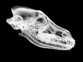 Wolf skull - white X-Ray side view