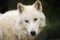 White wolf