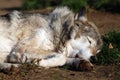 Wolf sleeping face close-up