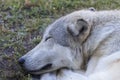 Wolf sleeping at grizzly and wolf discovery center at West Yellowstone. Montana USA.