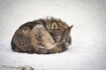 Wolf sleeping on the snow Royalty Free Stock Photo