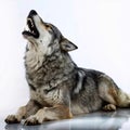 Wolf sleeping on a white background Royalty Free Stock Photo