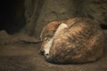 The wolf sleeps under a tree in a hole in the forest of zoo Royalty Free Stock Photo