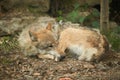 The wolf sleeps under a tree in a hole in the forest of zoo Royalty Free Stock Photo