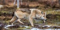 A wolf sneaks through the autumn forest. Royalty Free Stock Photo