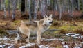 A wolf sneaks through the autumn forest. Royalty Free Stock Photo