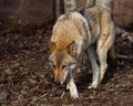 The wolf sneaks its head down, wolfish gaze. Powerful predator gray wolf in the woods in early spring Royalty Free Stock Photo