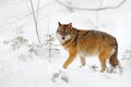 Wolf in snowy rock mountain, Europe. Winter wildlife scene from nature. Gray wolf, Canis lupus with rock in the background. Cold